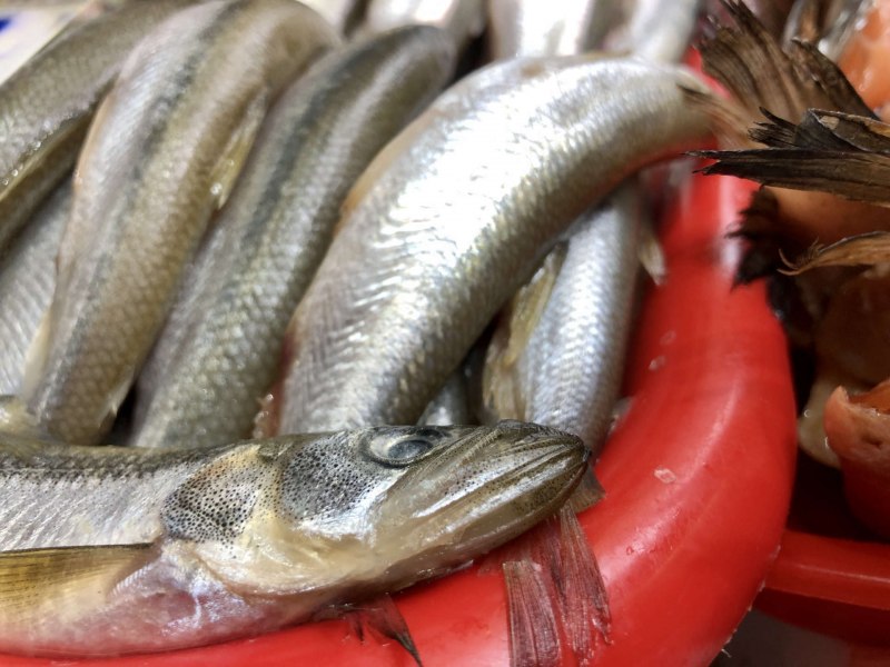Морская малоротая корюшка