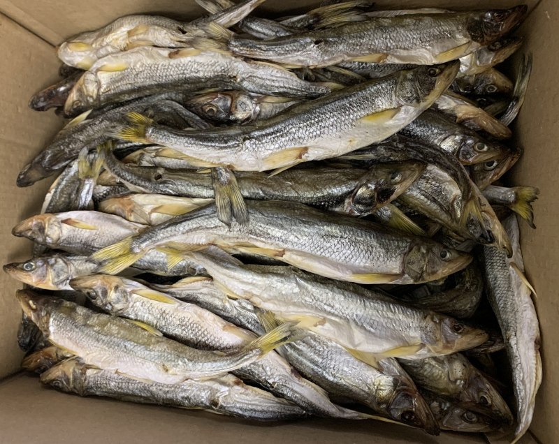 Морская малоротая корюшка