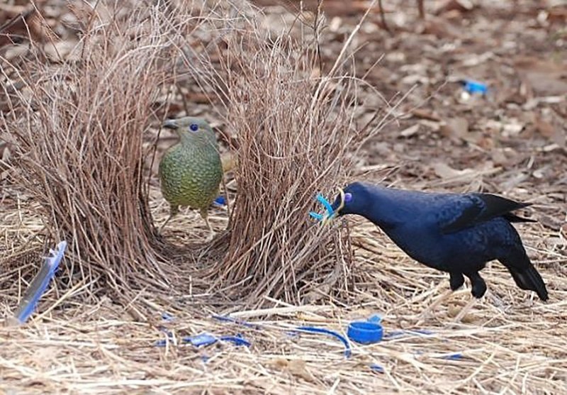 Bowerbird Diet