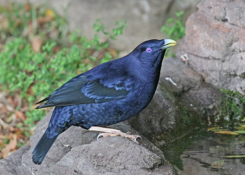 Ptilonorhynchus violaceus