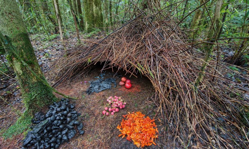 MACGREGOR'S Bowerbird