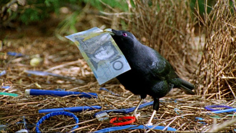 Vogelkop Bowerbird