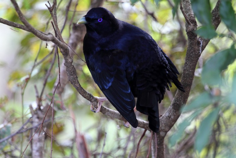 Bowers of Bowerbirds