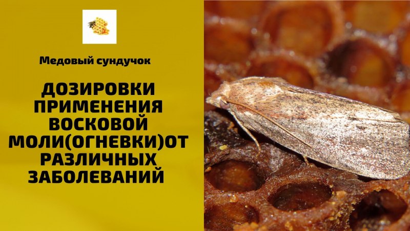Огнёвка восковая моль