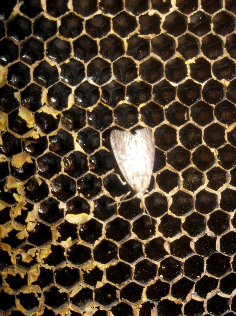 Личинки огневки Galleria mellonella