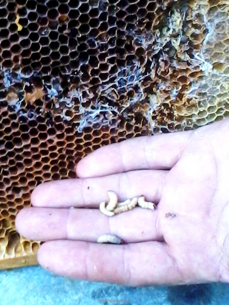 Личинки восковой моли Galleria mellonella