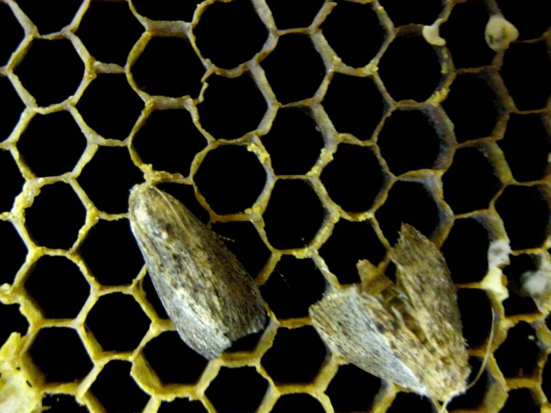 Большая восковая моль Galleria mellonella