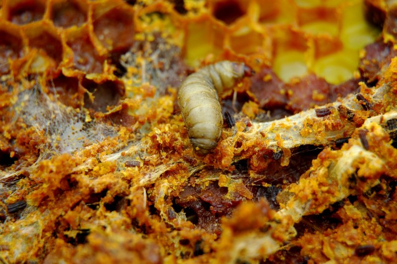 Большая восковая моль Galleria mellonella