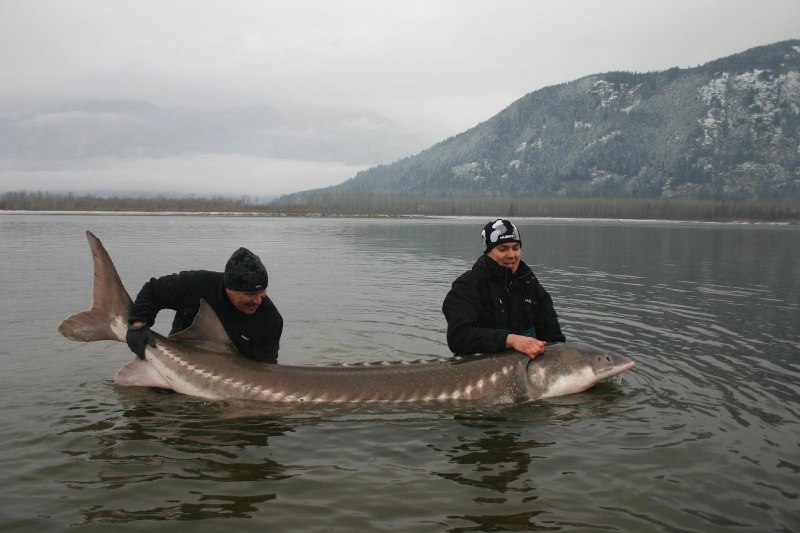 Белуга рыба в Азовском море