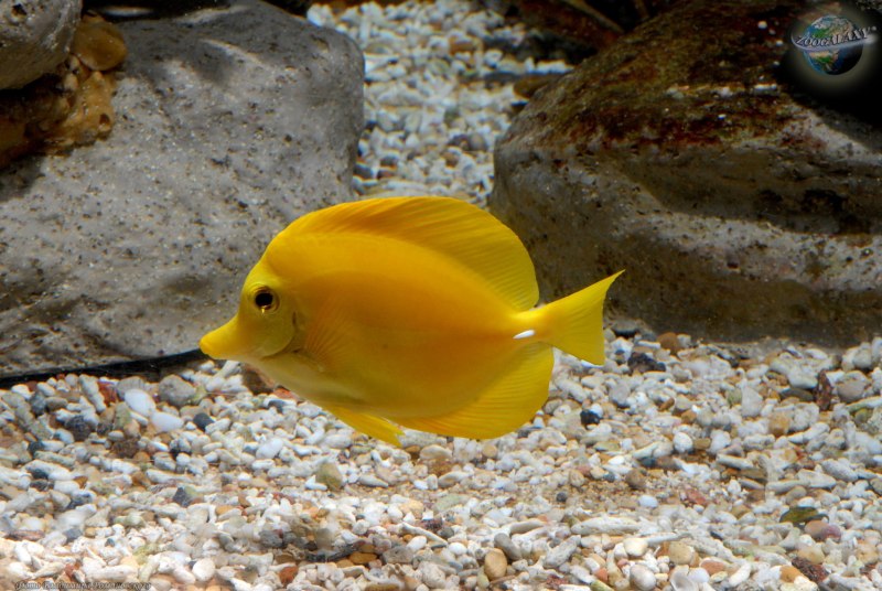 Lutjanus sebae