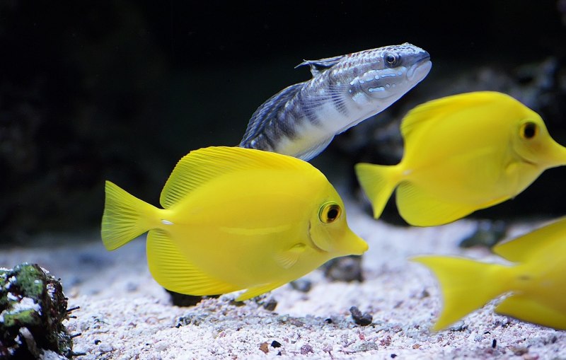 Acanthurus pyroferus