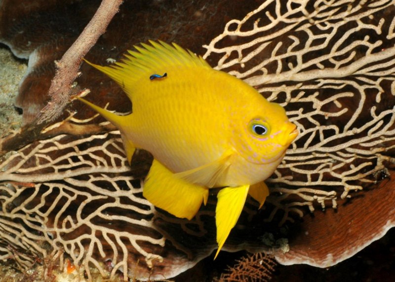 Рыбка Cichlid оранжевый