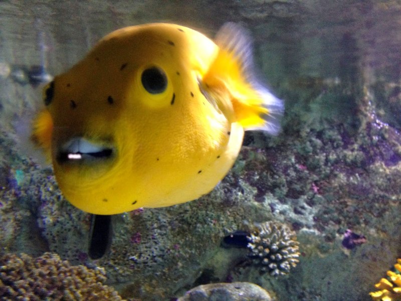 Salmo Salar
