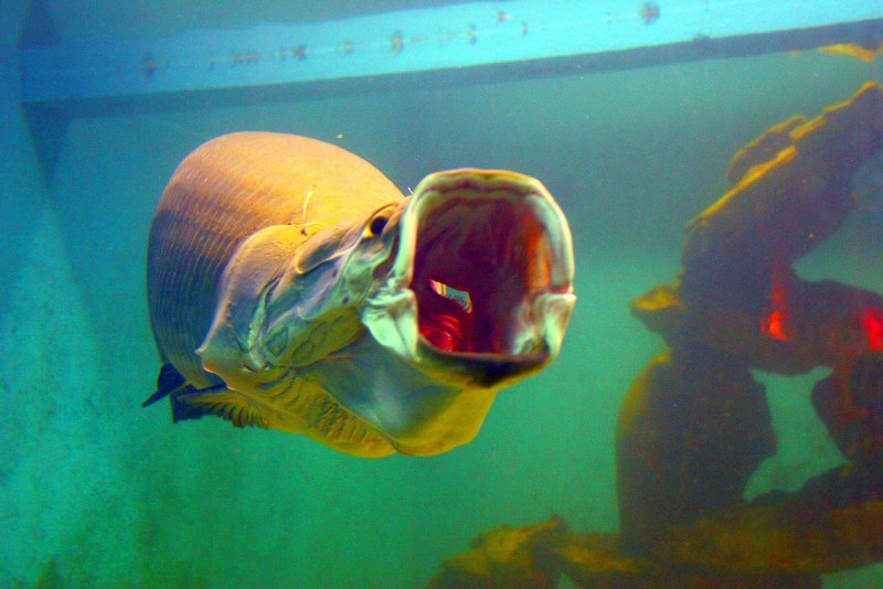 Chaetodon speculum