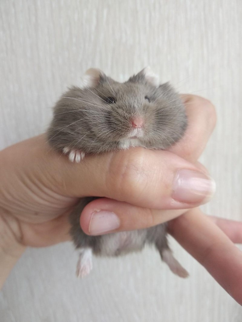 Джунгарский хомяк серый