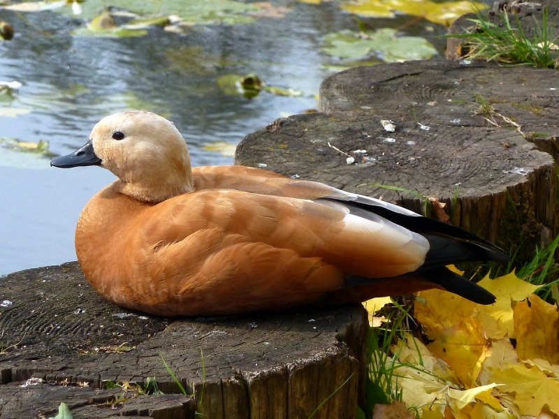 Огарь Tadorna ferruginea