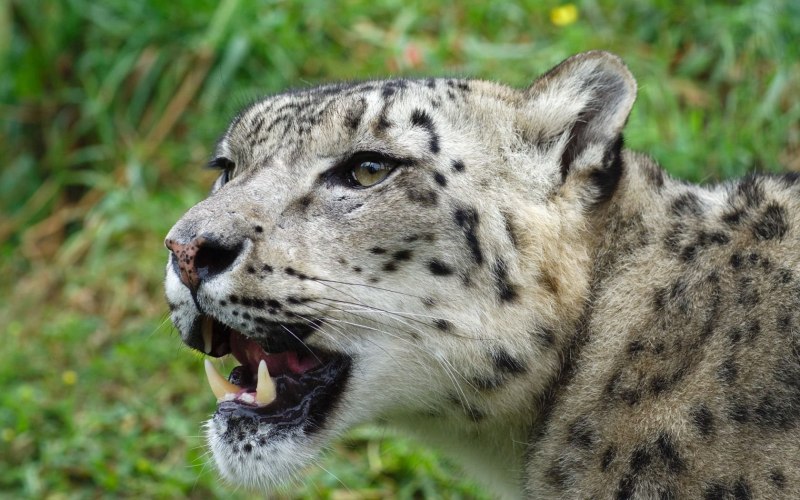 - Снежный Барс (Panthera uncia