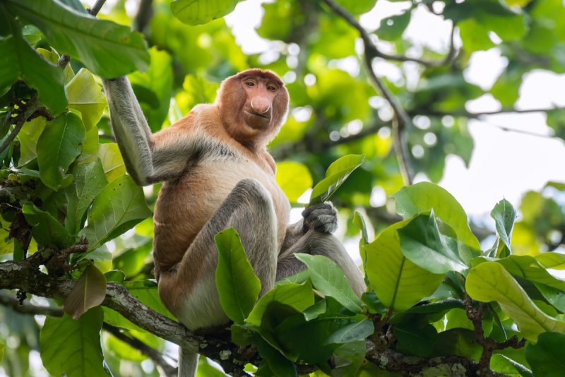 Brown-Mantled Tamarin, Saddleback Tamarin зоопарк