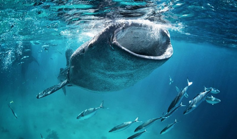 Gray Whale Eschrichtius robustus серый кит