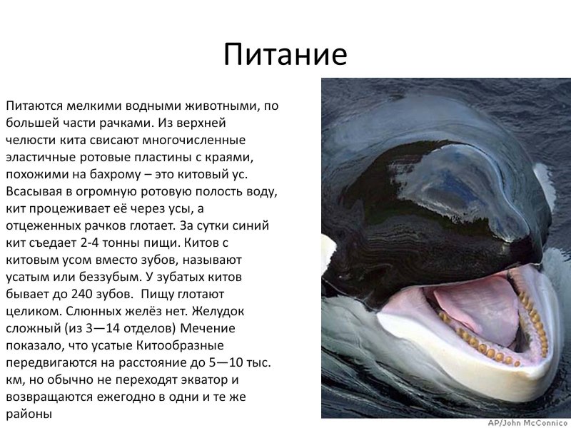 Что едят киты