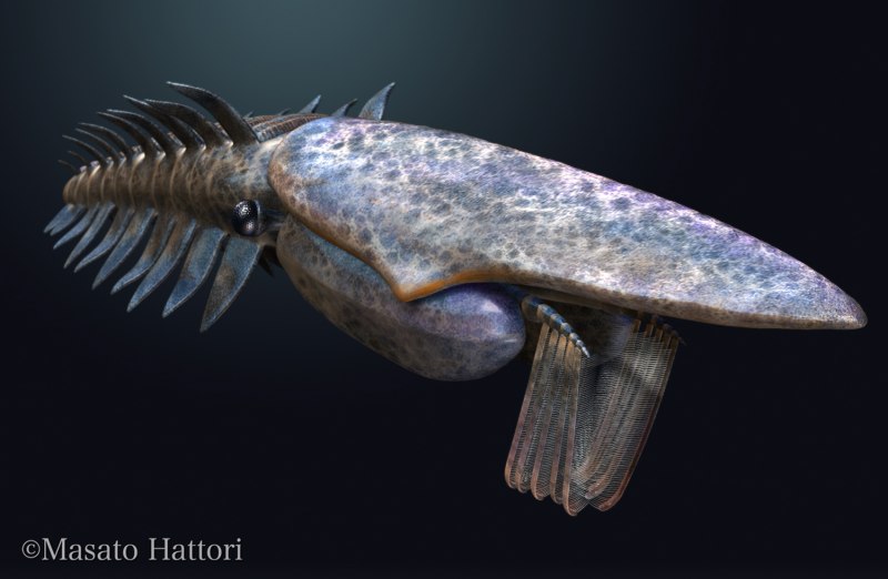 Mysis Relicta