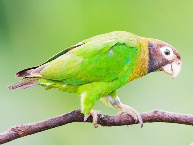 Poicephalus cryptoxanthus