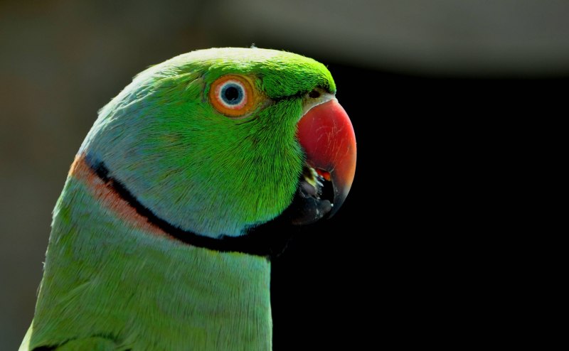 Poicephalus rufiventris