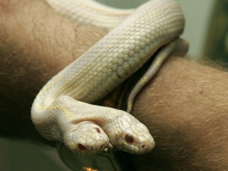Королевская змея Калифорнийская Albino