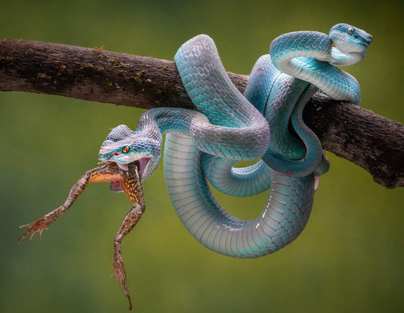 Lampropeltis California