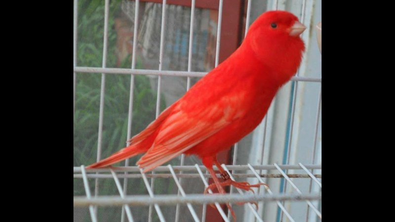 Канарейка Jaspe