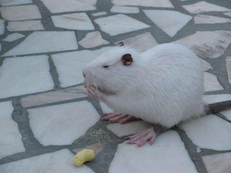 Mustela putorius furo