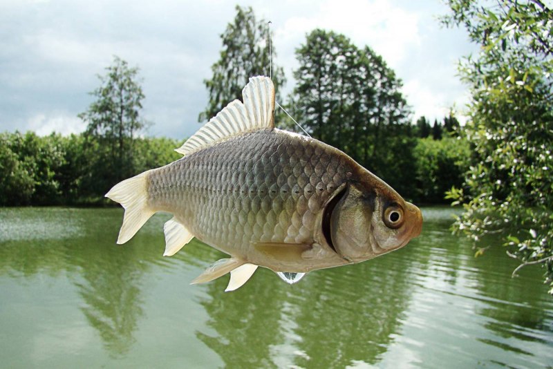 Серебряный карась (Carassius gibelio)