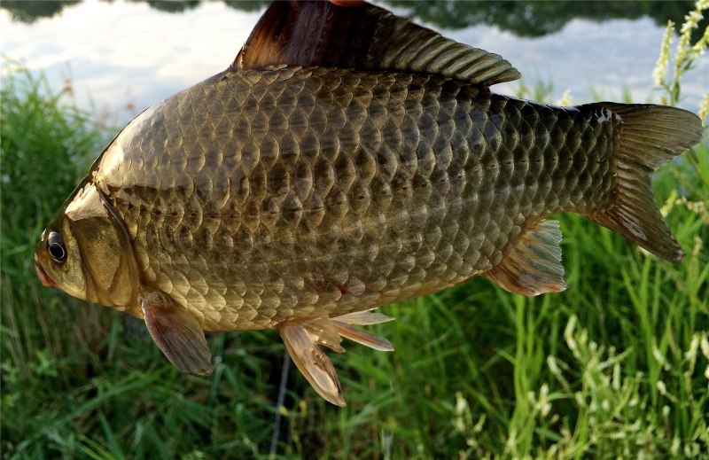 Серебряный карась - Carassius auratus gibelio