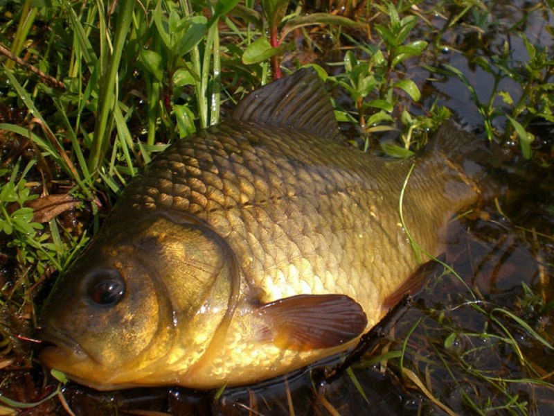 Карась (Carassius Carassius)