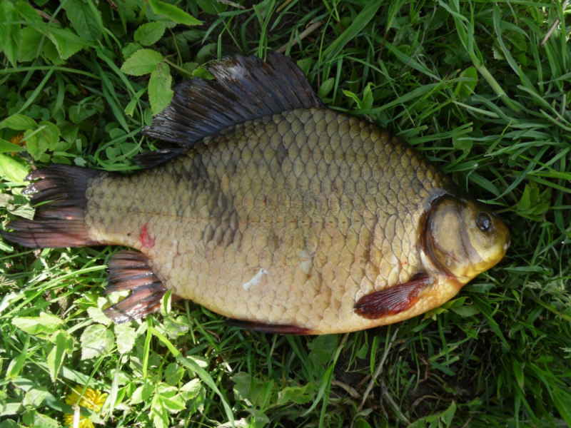 Карась обыкновенный Carassius Carassius