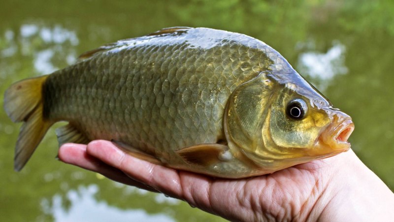 Карась (Carassius Carassius)
