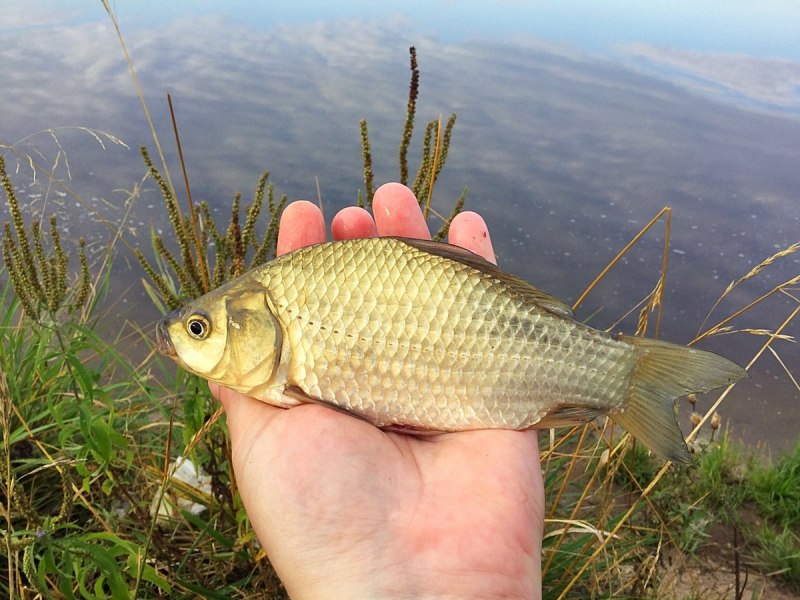 Карась обыкновенный Carassius Carassius