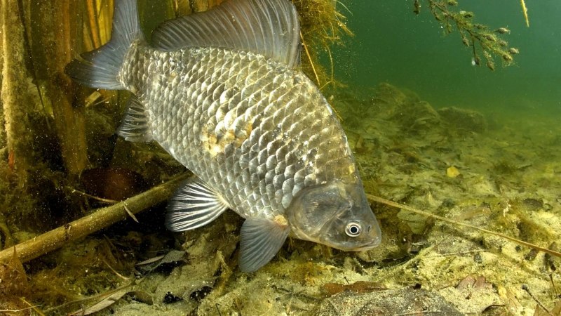 Серебряный карась (Carassius gibelio)