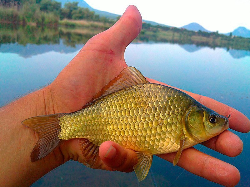 Серебряный карась (Carassius gibelio)