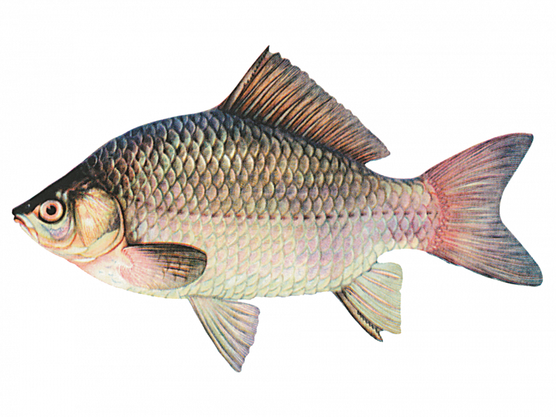 Сазан (Cyprinus Carpio)