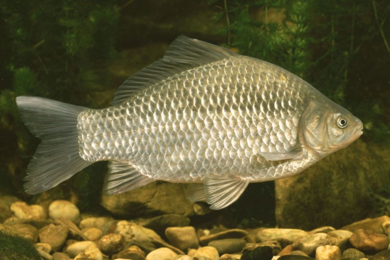 Карась обыкновенный Carassius Carassius