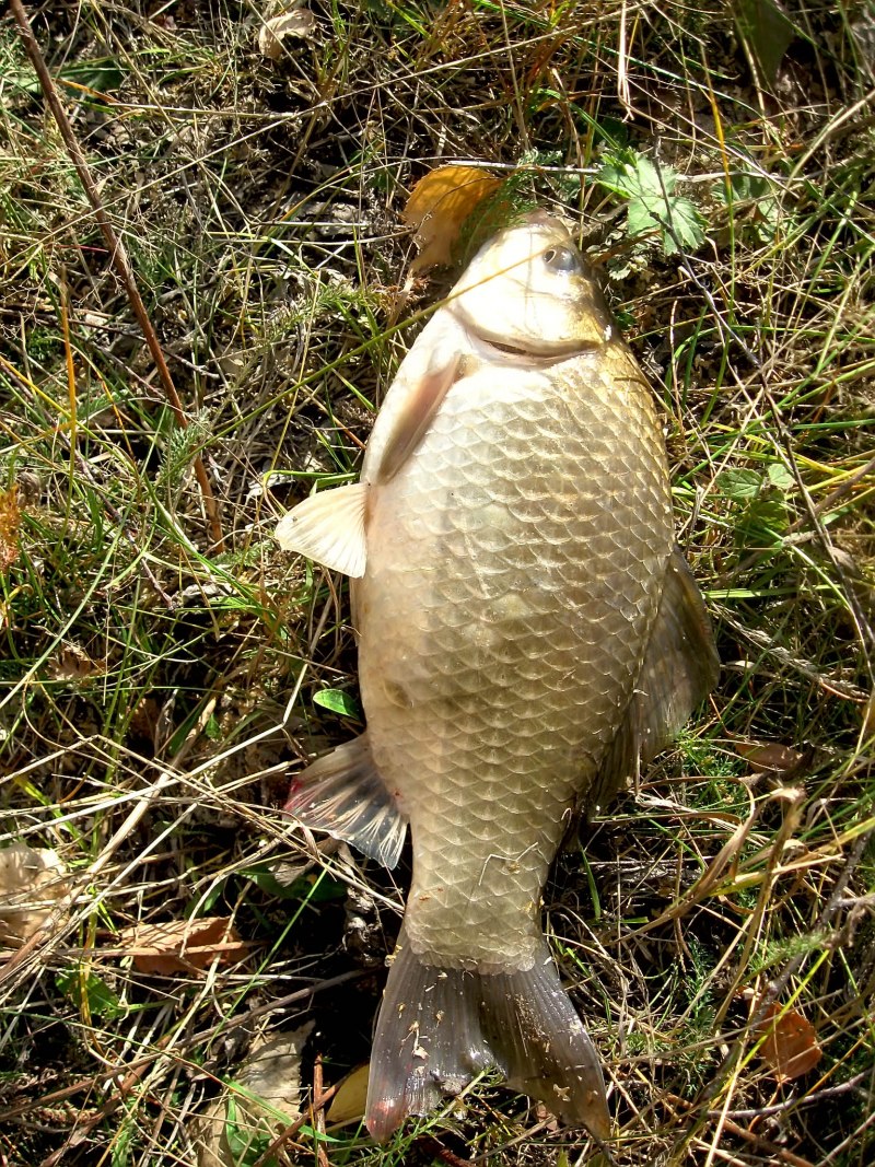 Карась обыкновенный Carassius Carassius