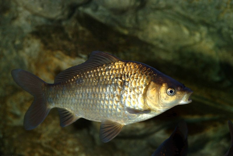 Carassius auratus серебряный карась