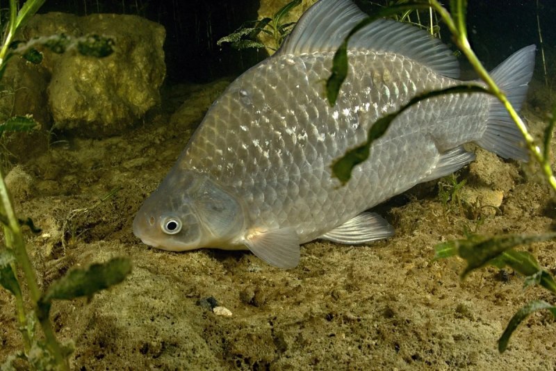 Золотой (обыкновенный) карась Carassius Carassius