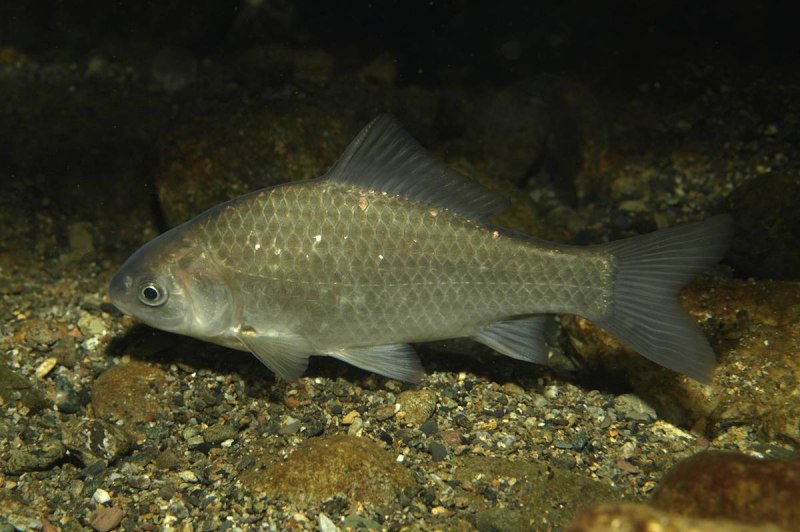 Серебряный карась - Carassius auratus gibelio