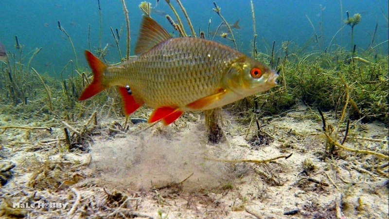 Серебряный карась (Carassius gibelio)