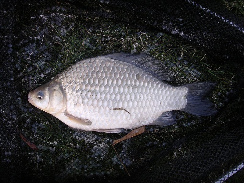 Карась обыкновенный Carassius Carassius