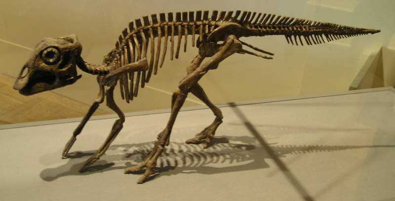 Tyrannosaurus Corythosaurus
