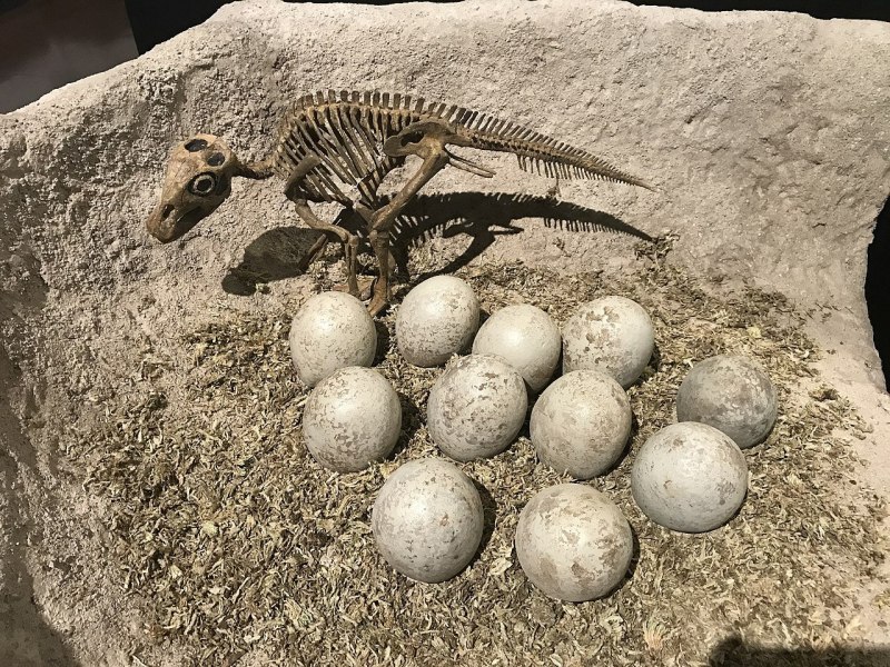 Nyasasaurus parringtoni