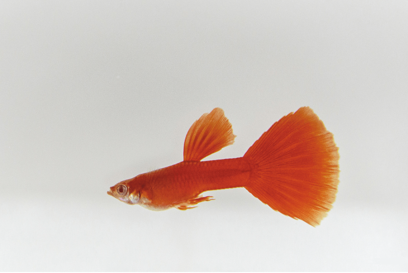 Гуппи Red Albino
